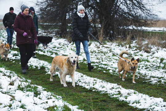 walking with lovely and pretty dogs in the snow, volunteers taking care of dogs. High quality photo