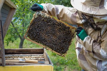 The beekeeper lays frames with honeycombs