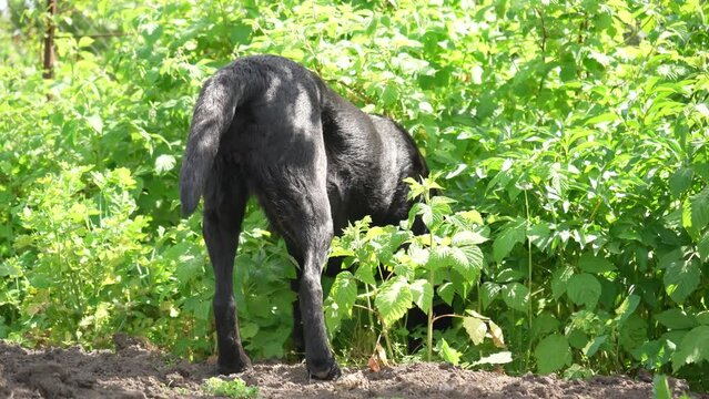 A black labrador retriever hunts animals in the garden. A labrador dog hunts in the forest.