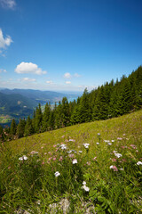 Alps with flowers