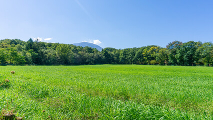 夏の青空と自然の風景