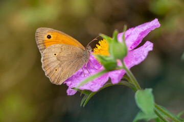 A meadow brown butterfly isolated on pink flower. butterfly on pink rock rose flower. Maniola jurtina.