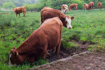 Naklejka na ściany i meble Dairy herd on a rainy day in Scotland