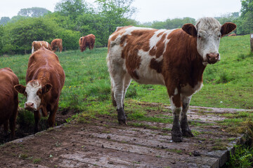 Fototapeta na wymiar Dairy herd on a rainy day in Scotland
