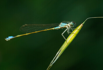 Dragonfly on a branch