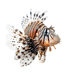 Fototapeta na wymiar Lionfish_Fish png file. Transparent Background with generative ai