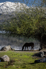 Horse grazes in Puerto Patriada, Chubut, Argentine Patagonia on the shore of Lake Epuyen, under the shade of a tree and with a mountain in the background.