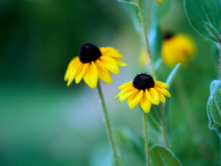 yellow flower in the garden