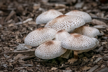 mushrooms on the ground