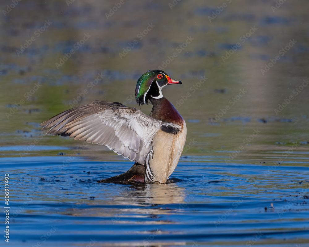 Wall mural Male Wood Duck wing flap