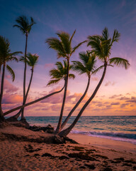 Palm trees and colourful sunset sky, Bavaro Beach, Punta Cana, Dominican Republic. Photo taken in April 2022.