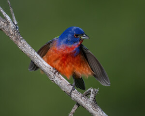 Male Painted Bunting displaying on a perch