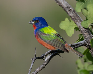 Male Painted Bunting in the Wichita Mountains