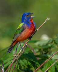 Male Painted Bunting in the Wichita Mountains