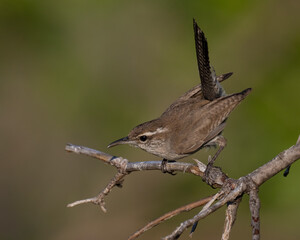 Bewick's Wren