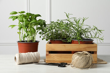 Different aromatic potted herbs, treads, and scissors on white wooden table