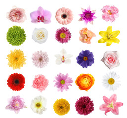 Set of different beautiful flowers on white background - obrazy, fototapety, plakaty