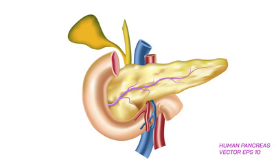 Realistic human pancreas vector illustration. Internal body parts. Human intestine image. Anatomy of human organs.  - obrazy, fototapety, plakaty