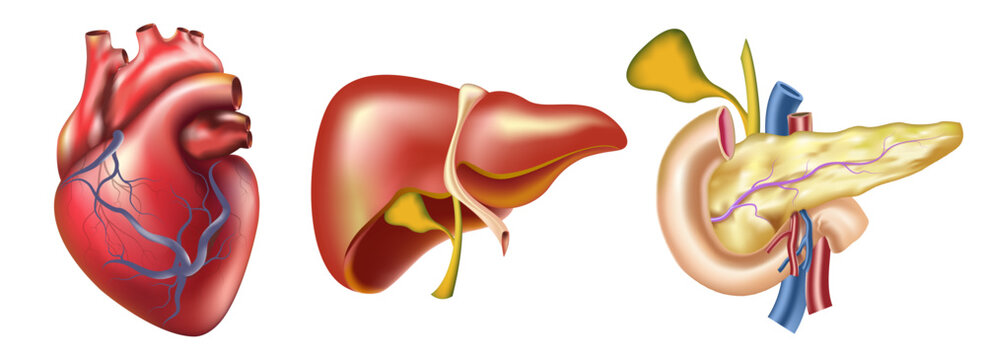 Realistic human organs vector illustration. human Heart, liver and pancreas image. Anatomical image of main body parts. Intestine organs