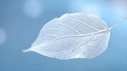 Beautiful white skeletonized leaf on light blue background with round bokeh. Expressive artistic image of beauty and purity of nature