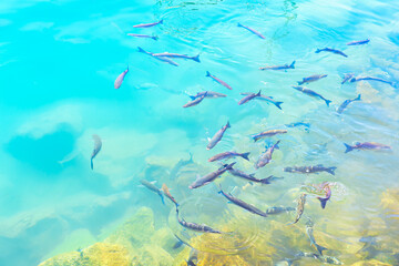Flock of fishes swimming in clear water . Fish in transparent sea at water surface