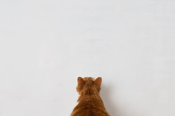 Orange cat looking up at a blank white board back of cat head with whitespace or negative space.