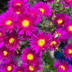 Garden Flowers Blooming In Spring. Hardy Iceplant