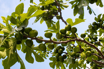 Abundant Fresh Fruit fig of Natures Growth.