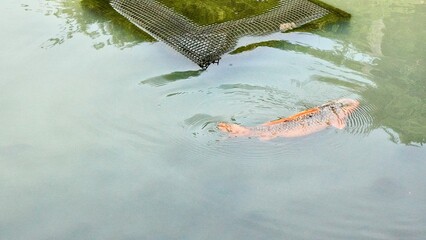 緑色の池を泳ぐ鯉