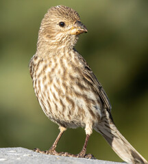 finch bird portrait