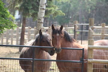 Loving Horses, Fort Edmonton Park, Edmonton, Alberta