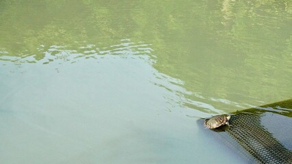 池で日向ぼっこしているミシシッピアカミミガメ