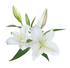 White Lily flower bouquet isolated on transpatent background - obrazy, fototapety, plakaty