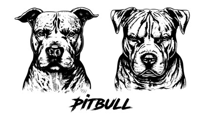 Set of pitbull head vector illustration. Pitbull drawing in engraving style. Pitbull vintage drawing. Pitbull hand drawn black and white vector illustration isolated on white background.