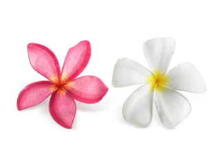 Foto op Canvas Frangipani flowers with leaves transparent background © Retouch man