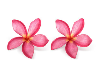 Frangipani flowers with leaves transparent background