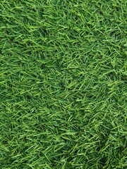 green grass background