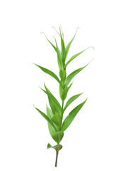 Fototapeta na wymiar Green plant isolated on transparent background.