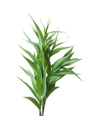 Tropical leaf, green plant isolated on transparent background.