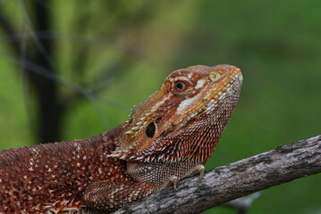 Close up of The central bearded dragon, Pogona vitticeps, also known as the inland bearded dragon, is a species of agamid lizard found in a wide range of arid to semiarid regions