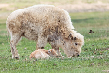 Rare white bison buffalo cow and calf  grazing in a green spring meadow of Wyoming.