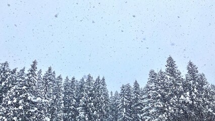 神立スノーリゾート　雪が降り積もった杉林