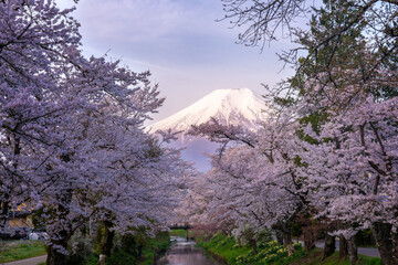 Cherry Blossom at Oshino Hakkai