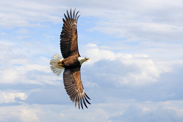 Bald eagle flying with blue sky background, Quebec, Canada