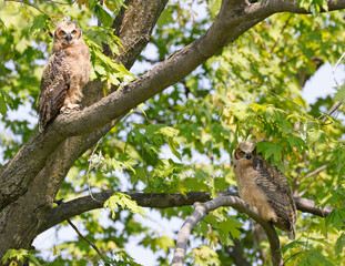 Great-horned Owl babies perched on a tree branch in the forest, Quebec, Canada