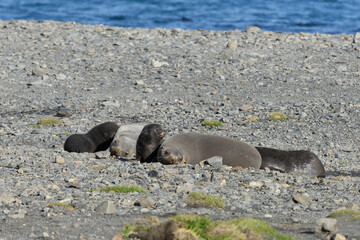 Fur Seals and pups on the island of South Georgia