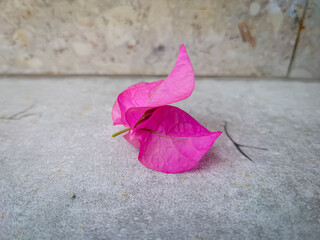 pink rose on the ground. Flowers that have been released from the stem.