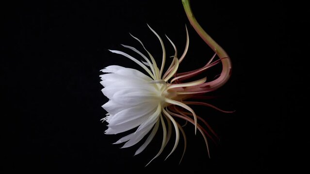 flower opening or blooming night-blooming cereus isolated on black background, aka queen of the night, 4k time lapse of unique, rarely blooms and only at night princess of the night cactus plant bloss