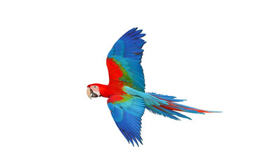 Colorful flying parrot isolated on transparent background png file