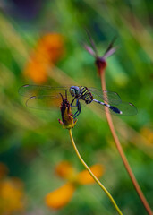 Portrait of Green Dragonfly (Erythemis simplicicollis) on a dry flower